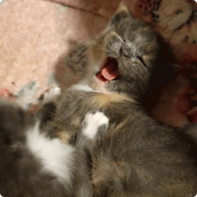 asgard giants gatil maine coon raça mainecoon gato gatos filhote gatinho kitty kiten cat cats criador criação