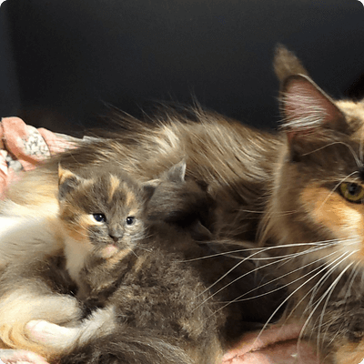 asgard giants gatil maine coon raça mainecoon gato gatos filhote gatinho kitty kiten cat cats criador criação
