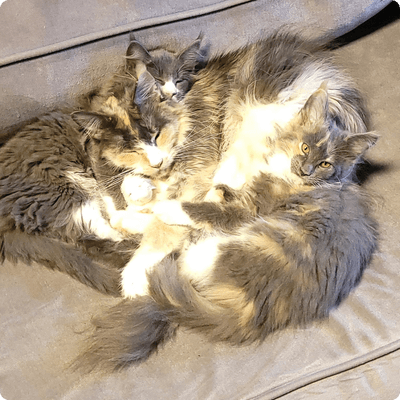 asgard giants gatil maine coon raça mainecoon gato gatos filhote gatinho kitty kiten cat cats criador criação