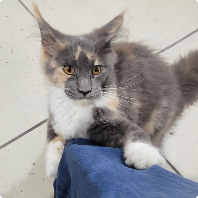 asgard giants gatil maine coon raça mainecoon gato gatos filhote gatinho kitty kiten cat cats criador criação