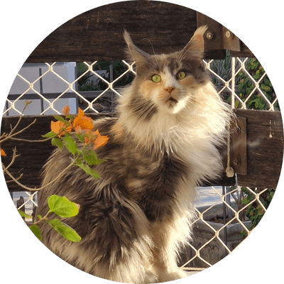 asgard giants gatil maine coon raça mainecoon gato gatos filhote gatinho kitty kiten cat cats criador criação