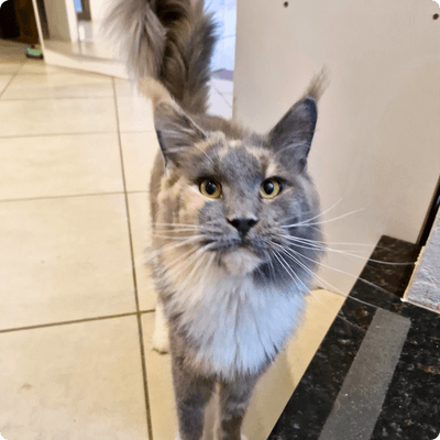asgard giants gatil maine coon raça mainecoon gato gatos filhote gatinho kitty kiten cat cats criador criação