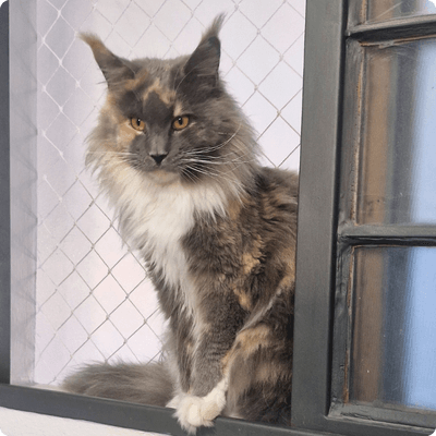 asgard giants gatil maine coon raça mainecoon gato gatos filhote gatinho kitty kiten cat cats criador criação