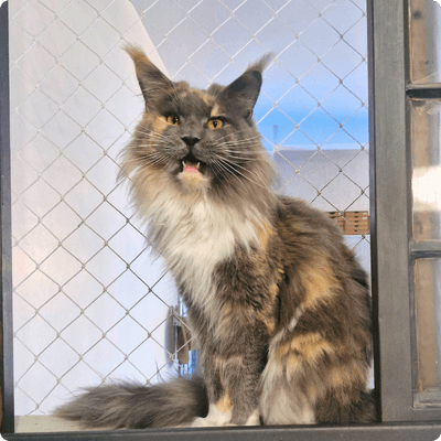asgard giants gatil maine coon raça mainecoon gato gatos filhote gatinho kitty kiten cat cats criador criação