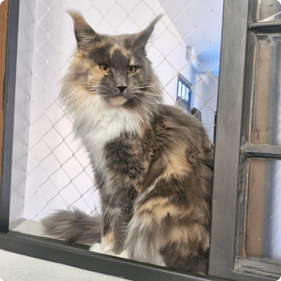 asgard giants gatil maine coon raça mainecoon gato gatos filhote gatinho kitty kiten cat cats criador criação