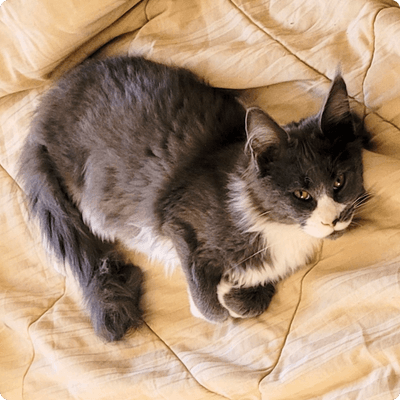 asgard giants gatil maine coon raça mainecoon gato gatos filhote gatinho kitty kiten cat cats criador criação