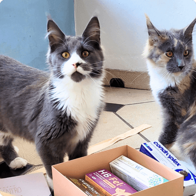 asgard giants gatil maine coon raça mainecoon gato gatos filhote gatinho kitty kiten cat cats criador criação