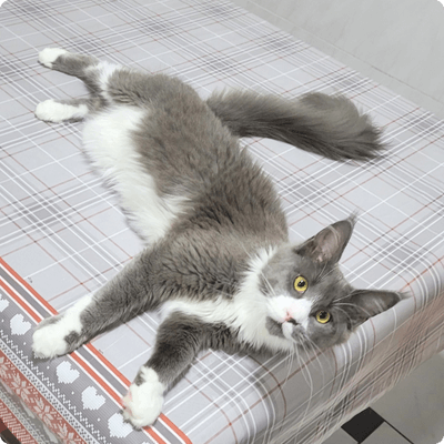 asgard giants gatil maine coon raça mainecoon gato gatos filhote gatinho kitty kiten cat cats criador criação