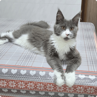 asgard giants gatil maine coon raça mainecoon gato gatos filhote gatinho kitty kiten cat cats criador criação