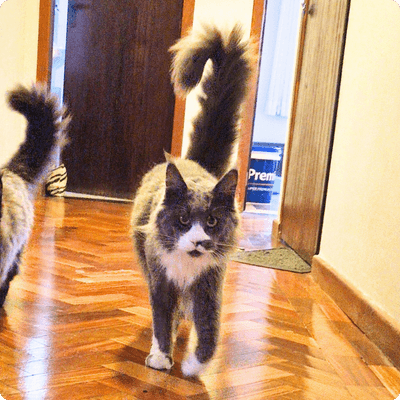 asgard giants gatil maine coon raça mainecoon gato gatos filhote gatinho kitty kiten cat cats criador criação
