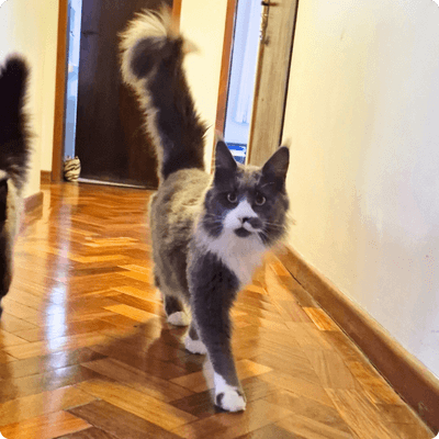 asgard giants gatil maine coon raça mainecoon gato gatos filhote gatinho kitty kiten cat cats criador criação