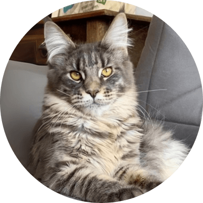 asgard giants gatil maine coon raça mainecoon gato gatos filhote gatinho kitty kiten cat cats criador criação