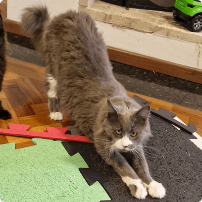 asgard giants gatil maine coon raça mainecoon gato gatos filhote gatinho kitty kiten cat cats criador criação