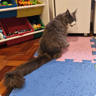 asgard giants gatil maine coon raça mainecoon gato gatos filhote gatinho kitty kiten cat cats criador criação