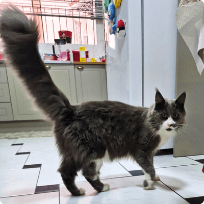 asgard giants gatil maine coon raça mainecoon gato gatos filhote gatinho kitty kiten cat cats criador criação