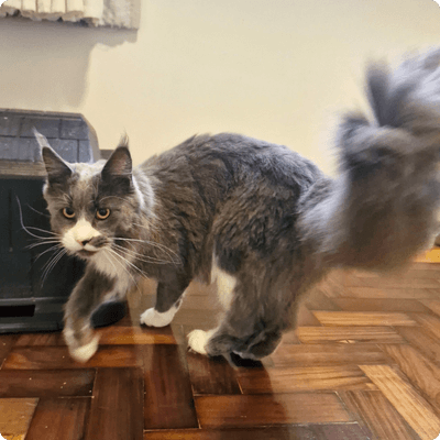asgard giants gatil maine coon raça mainecoon gato gatos filhote gatinho kitty kiten cat cats criador criação