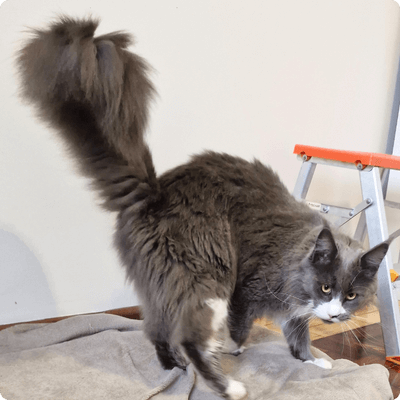 asgard giants gatil maine coon raça mainecoon gato gatos filhote gatinho kitty kiten cat cats criador criação