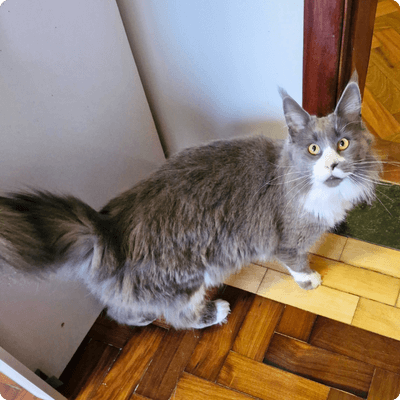asgard giants gatil maine coon raça mainecoon gato gatos filhote gatinho kitty kiten cat cats criador criação