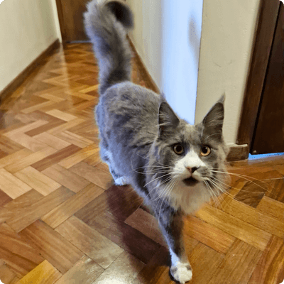 asgard giants gatil maine coon raça mainecoon gato gatos filhote gatinho kitty kiten cat cats criador criação
