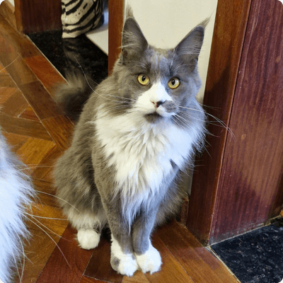 asgard giants gatil maine coon raça mainecoon gato gatos filhote gatinho kitty kiten cat cats criador criação