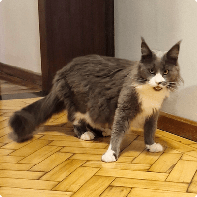 asgard giants gatil maine coon raça mainecoon gato gatos filhote gatinho kitty kiten cat cats criador criação