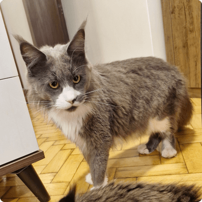 asgard giants gatil maine coon raça mainecoon gato gatos filhote gatinho kitty kiten cat cats criador criação