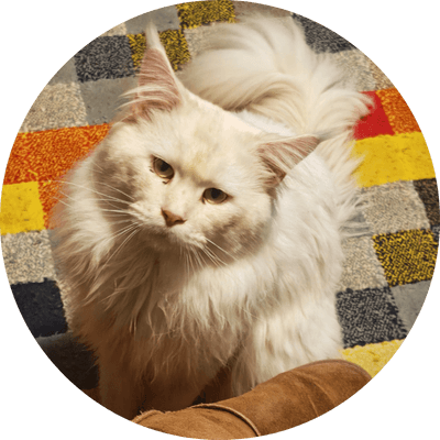asgard giants gatil maine coon raça mainecoon gato gatos filhote gatinho kitty kiten cat cats criador criação