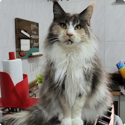asgard giants gatil maine coon raça mainecoon gato gatos filhote gatinho kitty kiten cat cats criador criação