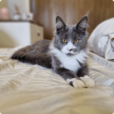 asgard giants gatil maine coon raça mainecoon gato gatos filhote gatinho kitty kiten cat cats criador criação