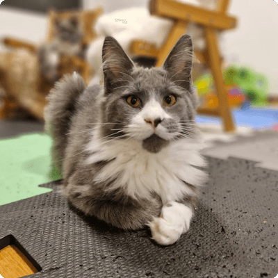 asgard giants gatil maine coon raça mainecoon gato gatos filhote gatinho kitty kiten cat cats criador criação