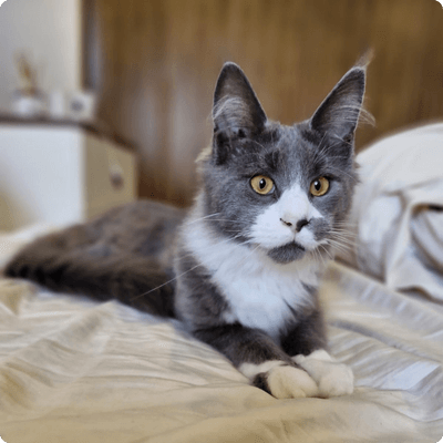 asgard giants gatil maine coon raça mainecoon gato gatos filhote gatinho kitty kiten cat cats criador criação