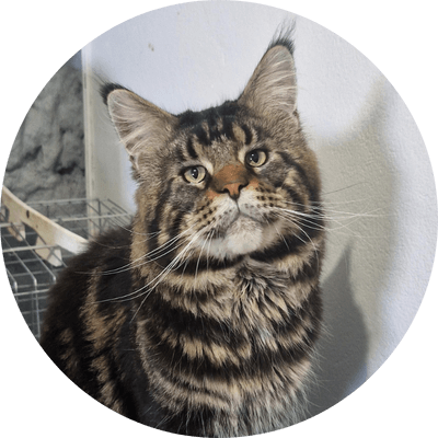 asgard giants gatil maine coon raça mainecoon gato gatos filhote gatinho kitty kiten cat cats criador criação