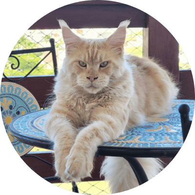 asgard giants gatil maine coon raça mainecoon gato gatos filhote gatinho kitty kiten cat cats criador criação