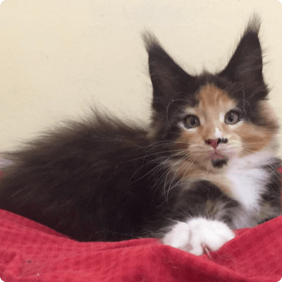 asgard giants gatil maine coon raça mainecoon gato gatos filhote gatinho kitty kiten cat cats criador criação