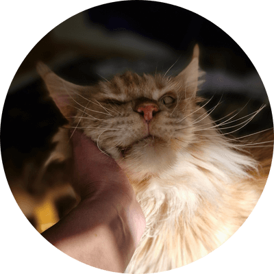 asgard giants gatil maine coon raça mainecoon gato gatos filhote gatinho kitty kiten cat cats criador criação