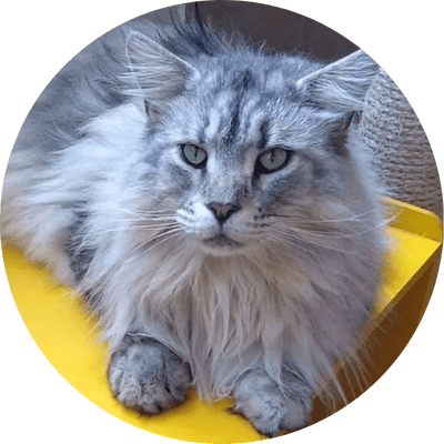 asgard giants gatil maine coon raça mainecoon gato gatos filhote gatinho kitty kiten cat cats criador criação