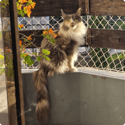 asgard giants gatil maine coon raça mainecoon gato gatos filhote gatinho kitty kiten cat cats criador criação