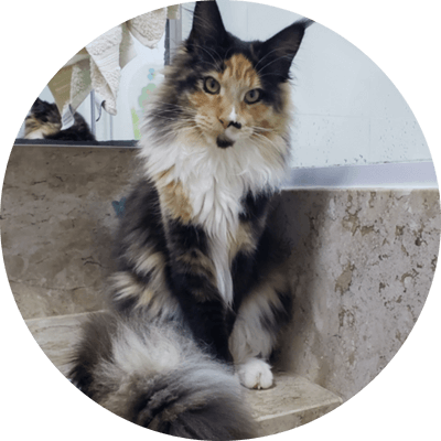 asgard giants gatil maine coon raça mainecoon gato gatos filhote gatinho kitty kiten cat cats criador criação