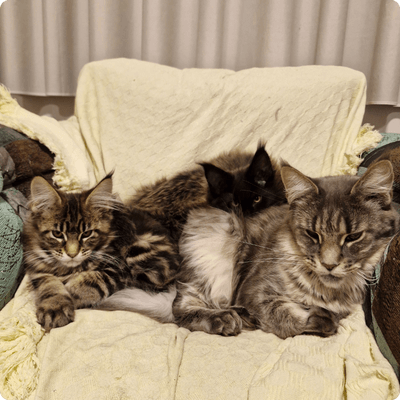 asgard giants gatil maine coon raça mainecoon gato gatos filhote gatinho kitty kiten cat cats criador criação