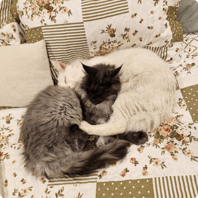 asgard giants gatil maine coon raça mainecoon gato gatos filhote gatinho kitty kiten cat cats criador criação