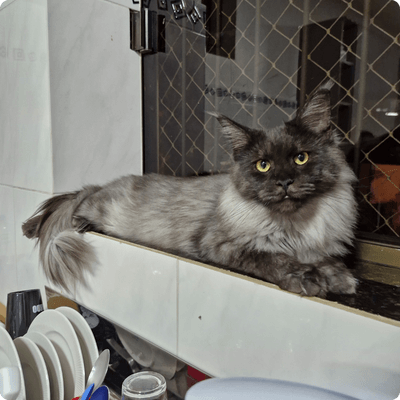 asgard giants gatil maine coon raça mainecoon gato gatos filhote gatinho kitty kiten cat cats criador criação