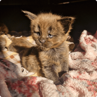 asgard giants gatil maine coon raça mainecoon gato gatos filhote gatinho kitty kiten cat cats criador criação