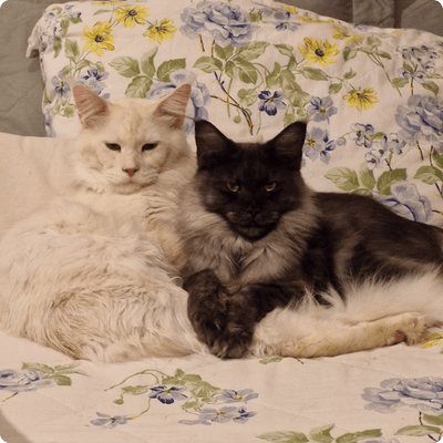 asgard giants gatil maine coon raça mainecoon gato gatos filhote gatinho kitty kiten cat cats criador criação
