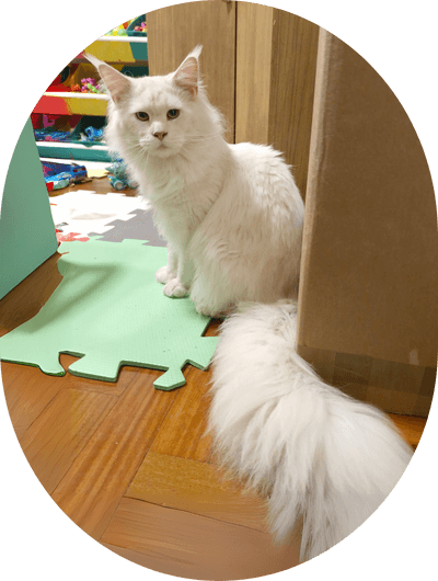 asgard giants gatil maine coon raça mainecoon gato gatos filhote gatinho kitty kiten cat cats criador criação