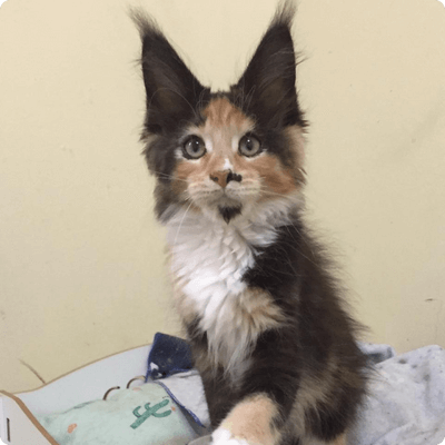 asgard giants gatil maine coon raça mainecoon gato gatos filhote gatinho kitty kiten cat cats criador criação