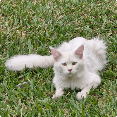 asgard giants gatil maine coon raça mainecoon gato gatos filhote gatinho kitty kiten cat cats criador criação