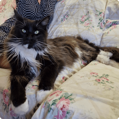 asgard giants gatil maine coon raça mainecoon gato gatos filhote gatinho kitty kiten cat cats criador criação