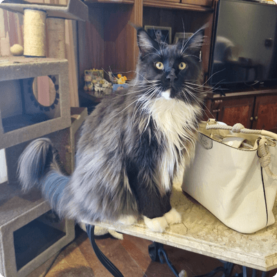 asgard giants gatil maine coon raça mainecoon gato gatos filhote gatinho kitty kiten cat cats criador criação