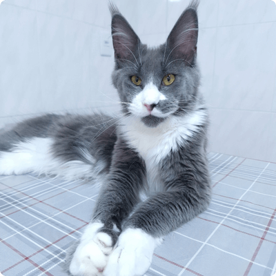 asgard giants gatil maine coon raça mainecoon gato gatos filhote gatinho kitty kiten cat cats criador criação