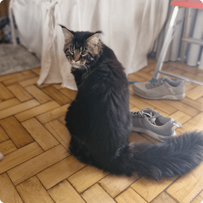 asgard giants gatil maine coon raça mainecoon gato gatos filhote gatinho kitty kiten cat cats criador criação